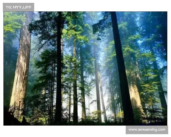 永歌森林的生态魅力探索:自然之美与生物多样性交织的神奇世界 永歌森林的生态魅力探索:自然之美与生物多样性交织的神奇世界